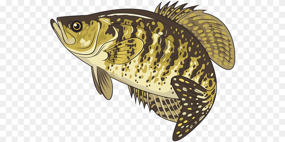 Carp, Animal, Fish, Sea Life, Perch Free Png Download