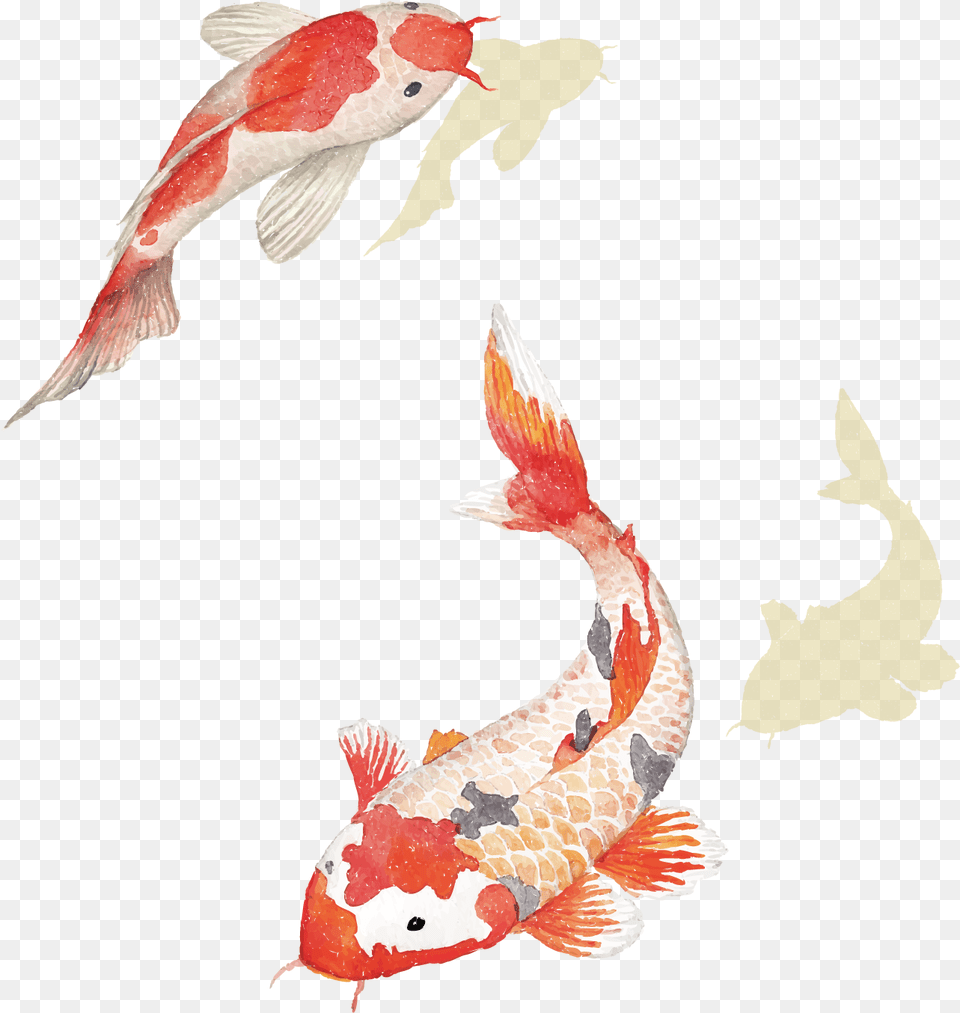 Carp Chinese Hd Clipart Koi Fish Transparent, Animal, Sea Life Png Image