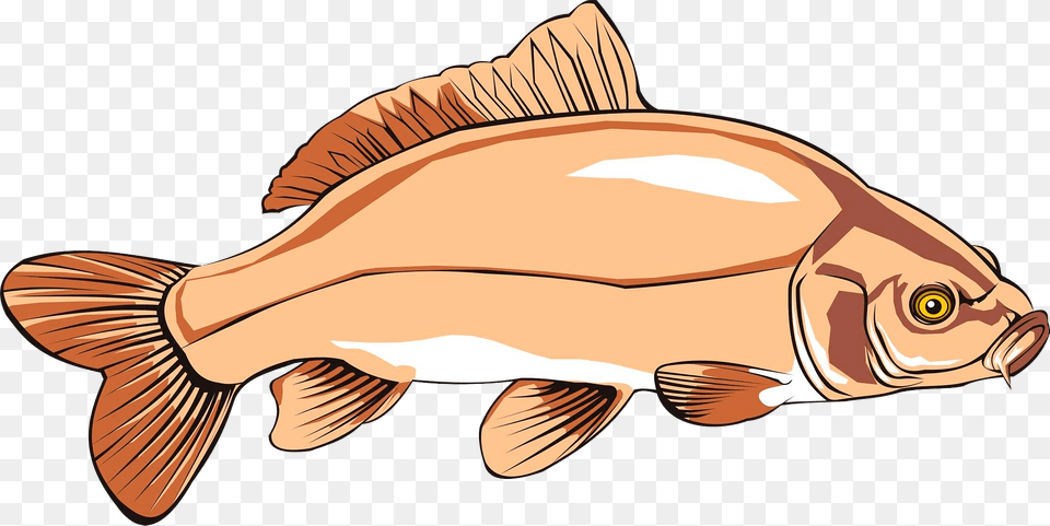 Carp Clipart, Animal, Fish, Sea Life Free Png Download