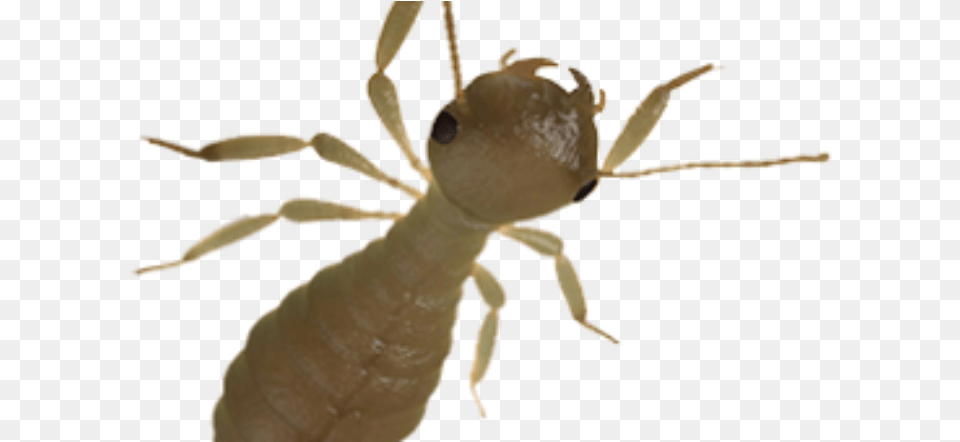 Carpenter Ant, Animal, Insect, Invertebrate, Termite Png