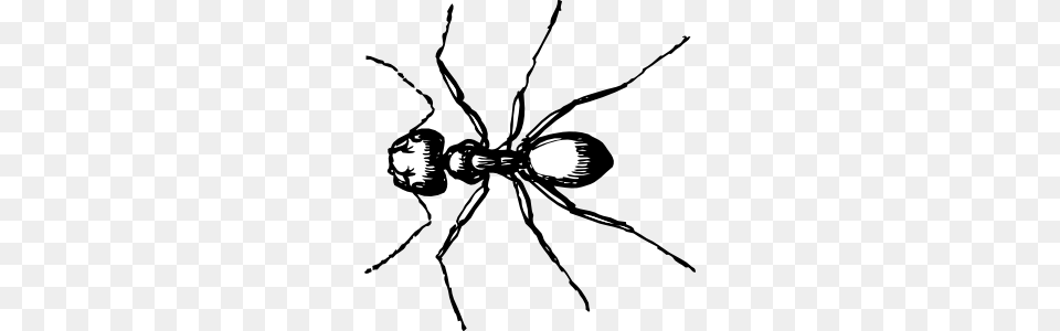 Carpenter Ant Clip Art, Animal, Insect, Invertebrate, Face Png Image