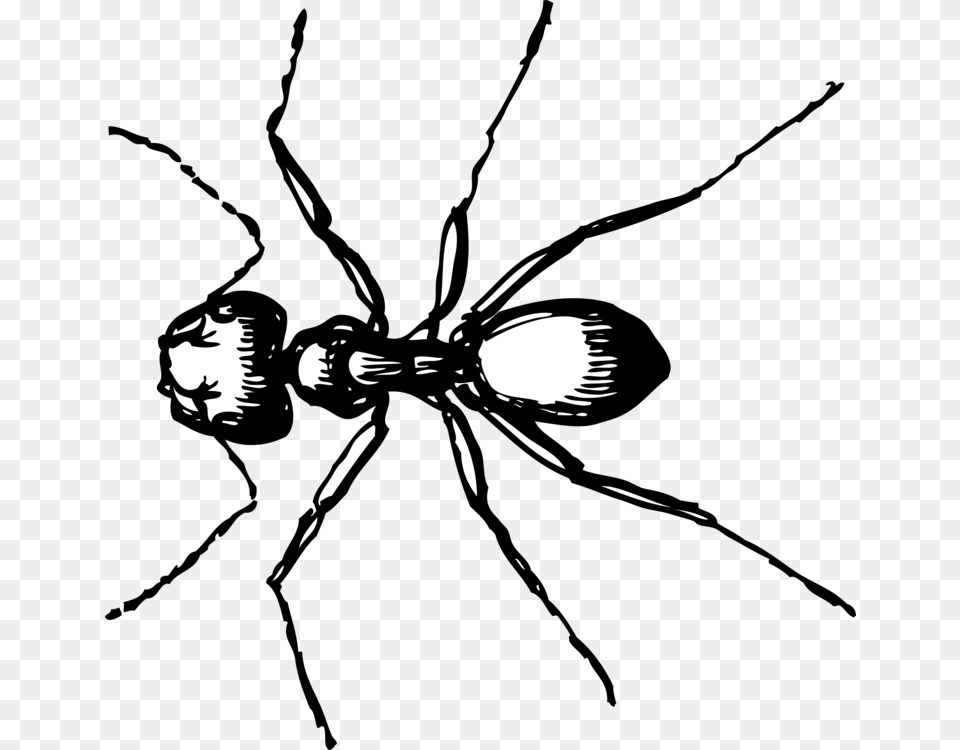 Carpenter Ant Computer Icons Drawing Line Art, Lighting, Silhouette, Person, Stencil Png
