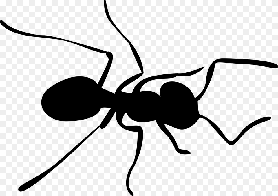 Carpenter Ant Insect Silhouette, Gray Png
