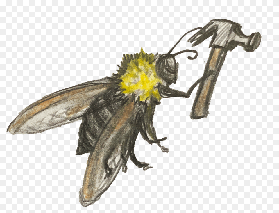 Carpenter Bee, Animal, Insect, Invertebrate, Wasp Free Png Download