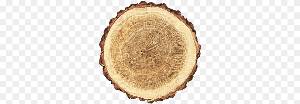 Carpentier Hardwood Solutions Wood Circle, Tree Trunk, Tree, Plant, Tree Stump Png Image