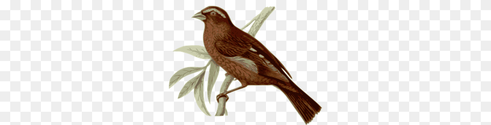 Carpodacus Trifasciatus Clip Art For Web, Animal, Bird, Finch, Sparrow Png