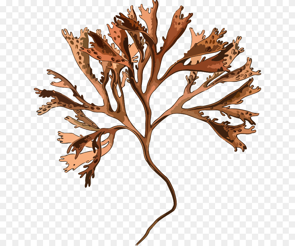 Carragheen Irish Moss, Leaf, Plant, Wood, Art Png Image