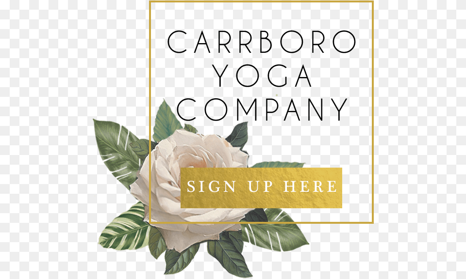 Carrboro Yoga White Flower Button Carrboro Yoga Company, Plant, Rose, Petal, Leaf Free Transparent Png