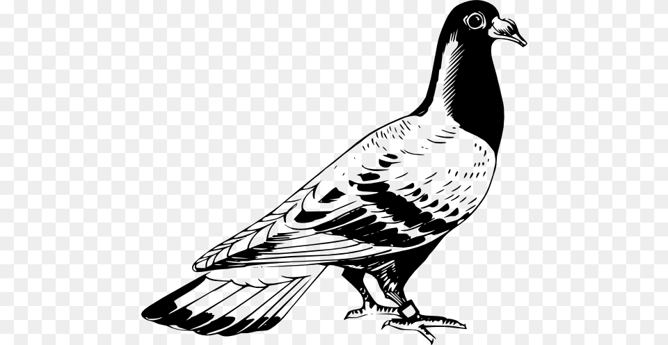 Carrier Pigeon 2 Black White Line Art Coloring Book Pigeon Black And White Drawing, Stencil, Animal, Bird Png
