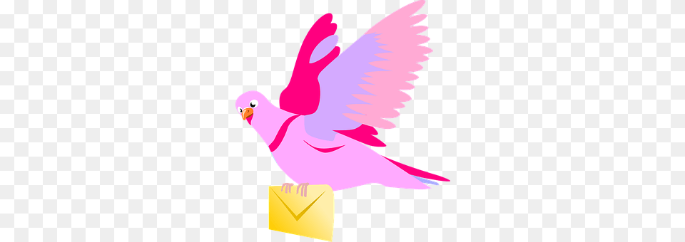 Carrier Pigeon Baby, Person, Animal, Bird Free Png Download