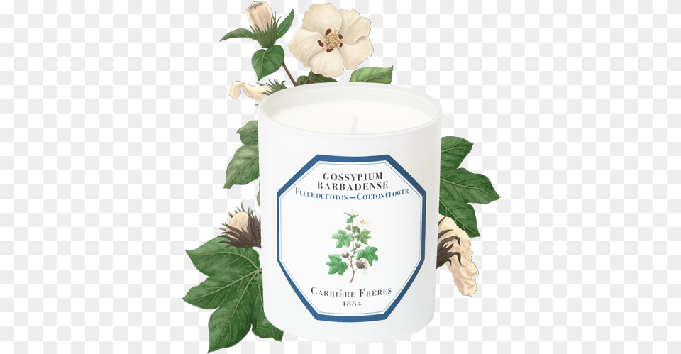 Carriere Freres Cotton Flower, Herbal, Herbs, Plant, Leaf Png