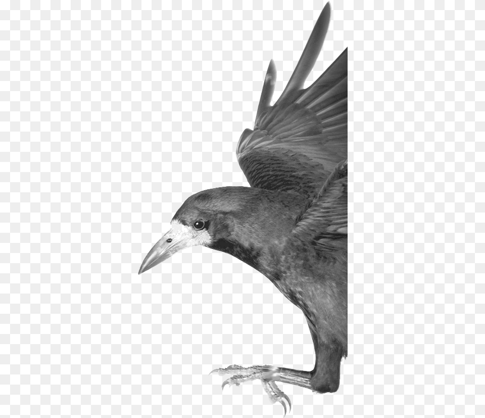 Carrion Crow, Animal, Beak, Bird, Blackbird Free Png
