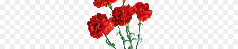 Carro Hot Wheels, Carnation, Flower, Plant, Rose Free Transparent Png