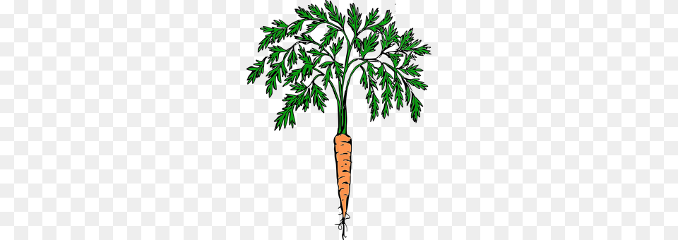 Carrot Food, Plant, Produce, Vegetable Free Png Download