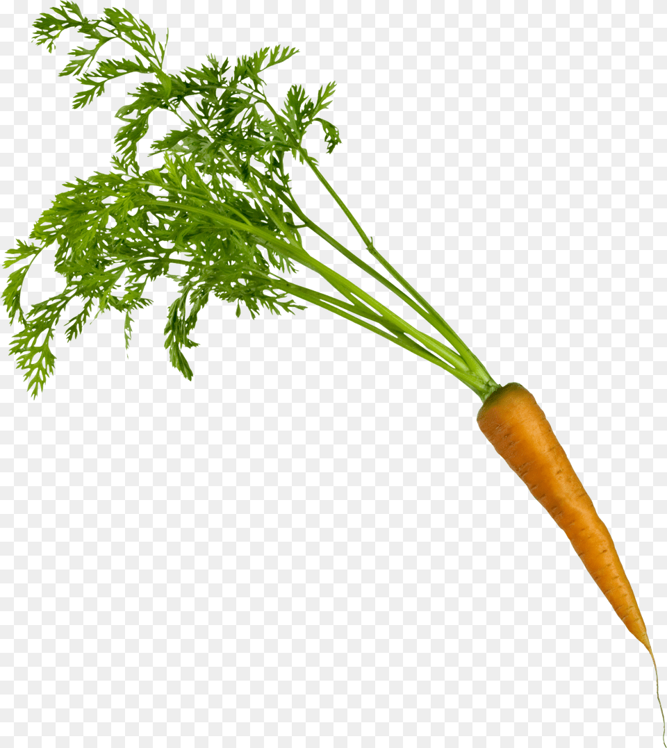 Carrot, Food, Plant, Produce, Vegetable Png