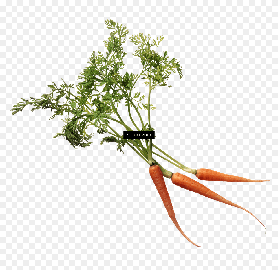 Carrot, Food, Plant, Produce, Vegetable Free Png Download