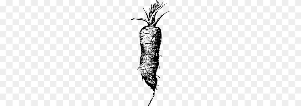 Carrot Gray Png