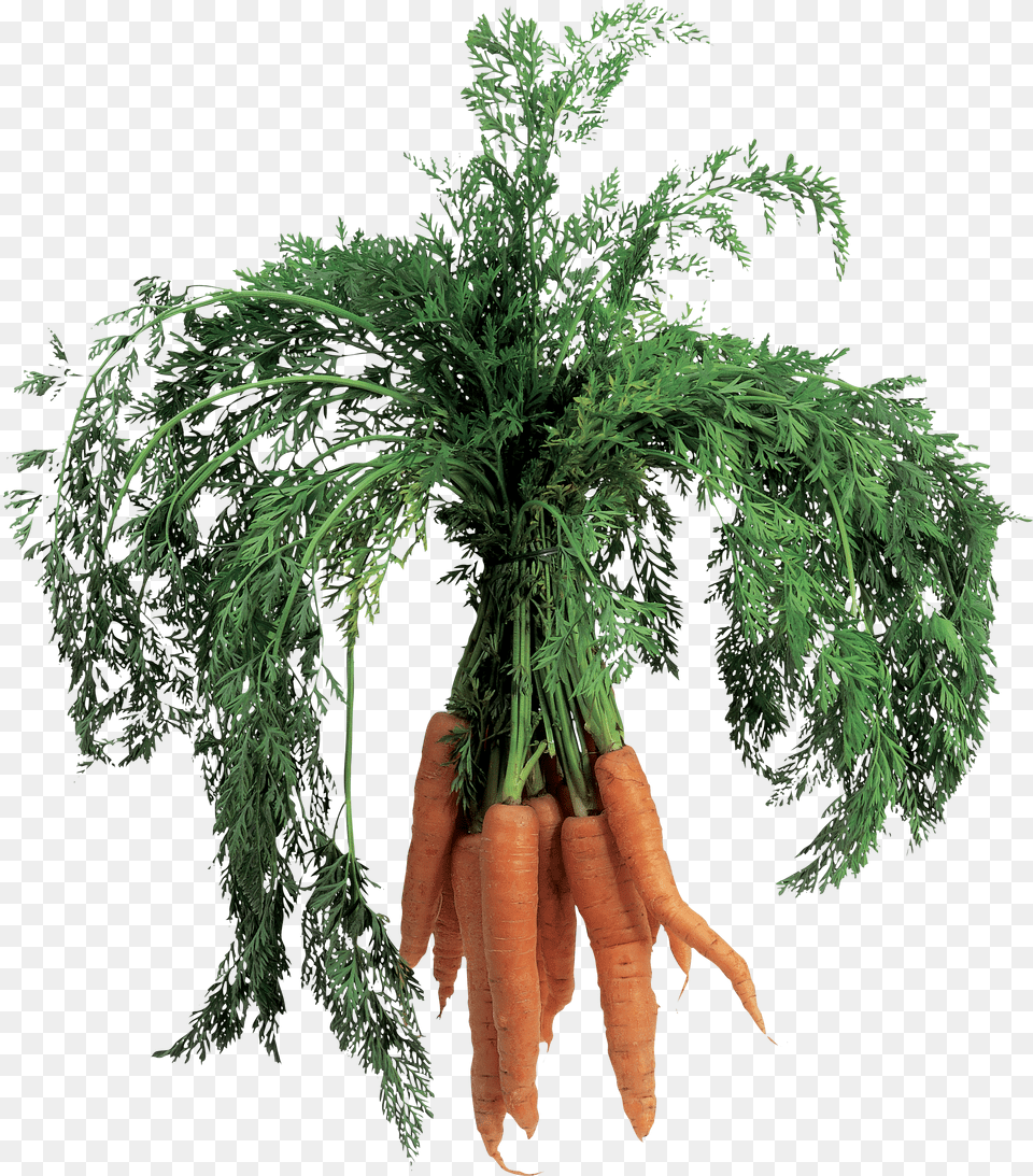 Carrot Free Png