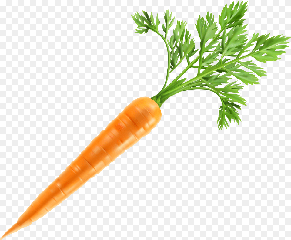 Carrot Png Image