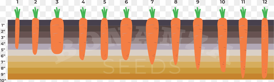 Carrot, Food, Plant, Produce, Vegetable Png Image