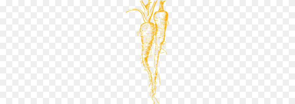 Carrot Person, Food, Parsnip, Plant Png