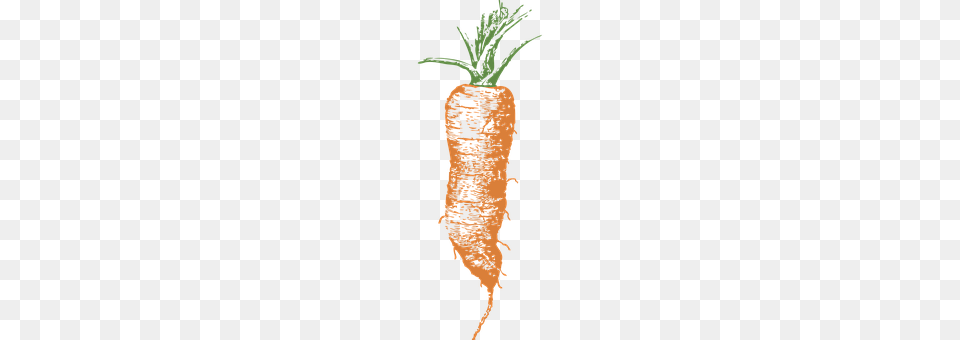Carrot Produce, Plant, Food, Vegetable Png