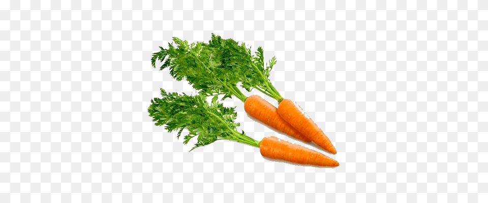 Carrot, Food, Plant, Produce, Vegetable Png