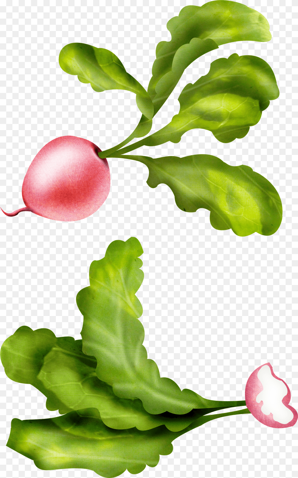 Carrot, Leaf, Plant, Flower, Petal Png