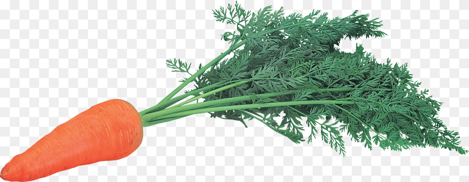 Carrot, Food, Plant, Produce, Vegetable Free Png