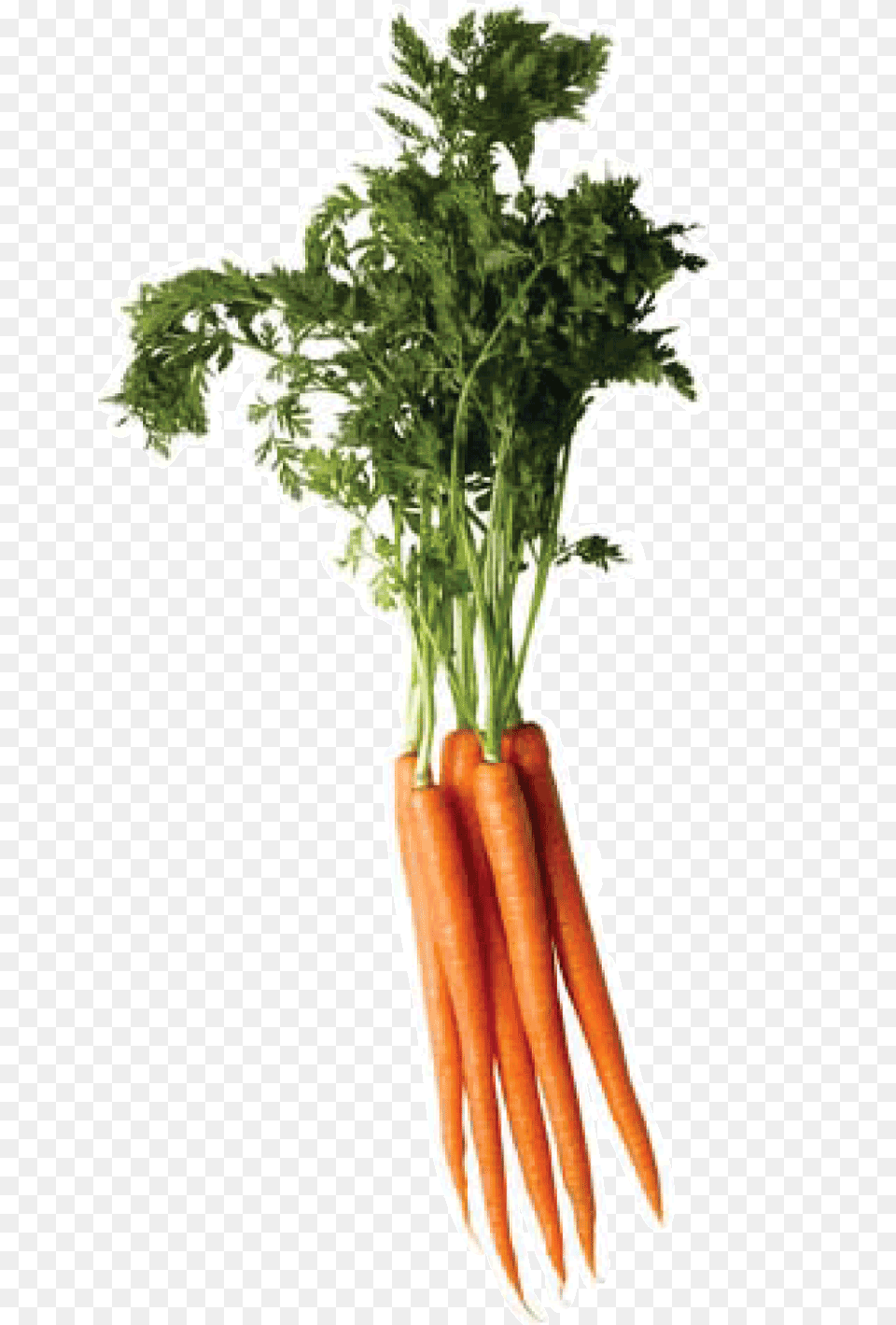 Carrot, Food, Plant, Produce, Vegetable Free Transparent Png