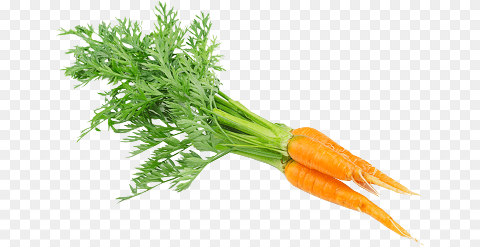 Carrot, Food, Plant, Produce, Vegetable Png