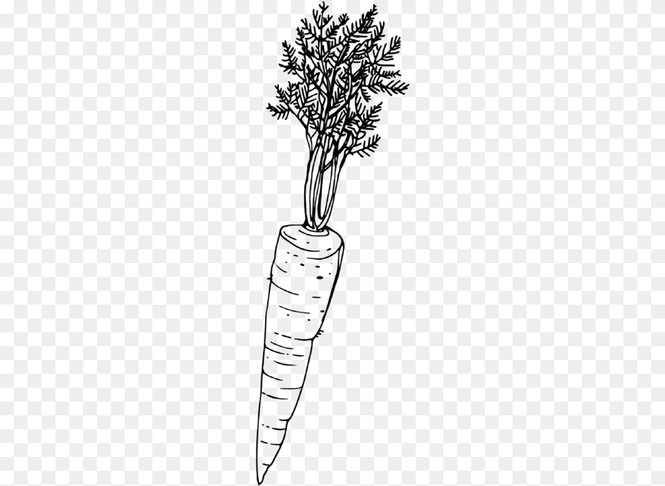 Carrot, Food, Plant, Produce, Vegetable Png