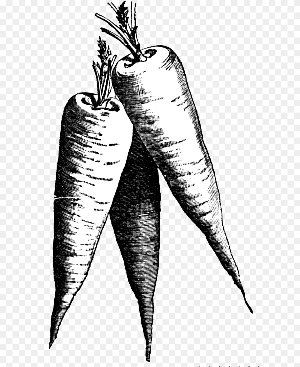 Carrot Black And White Clip Art Carrot Black And White, Food, Produce, Person, Plant Free Png
