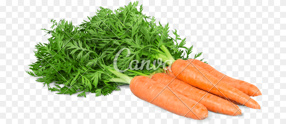 Carrot Bunch Baby Carrot, Vegetable, Produce, Plant, Food Png