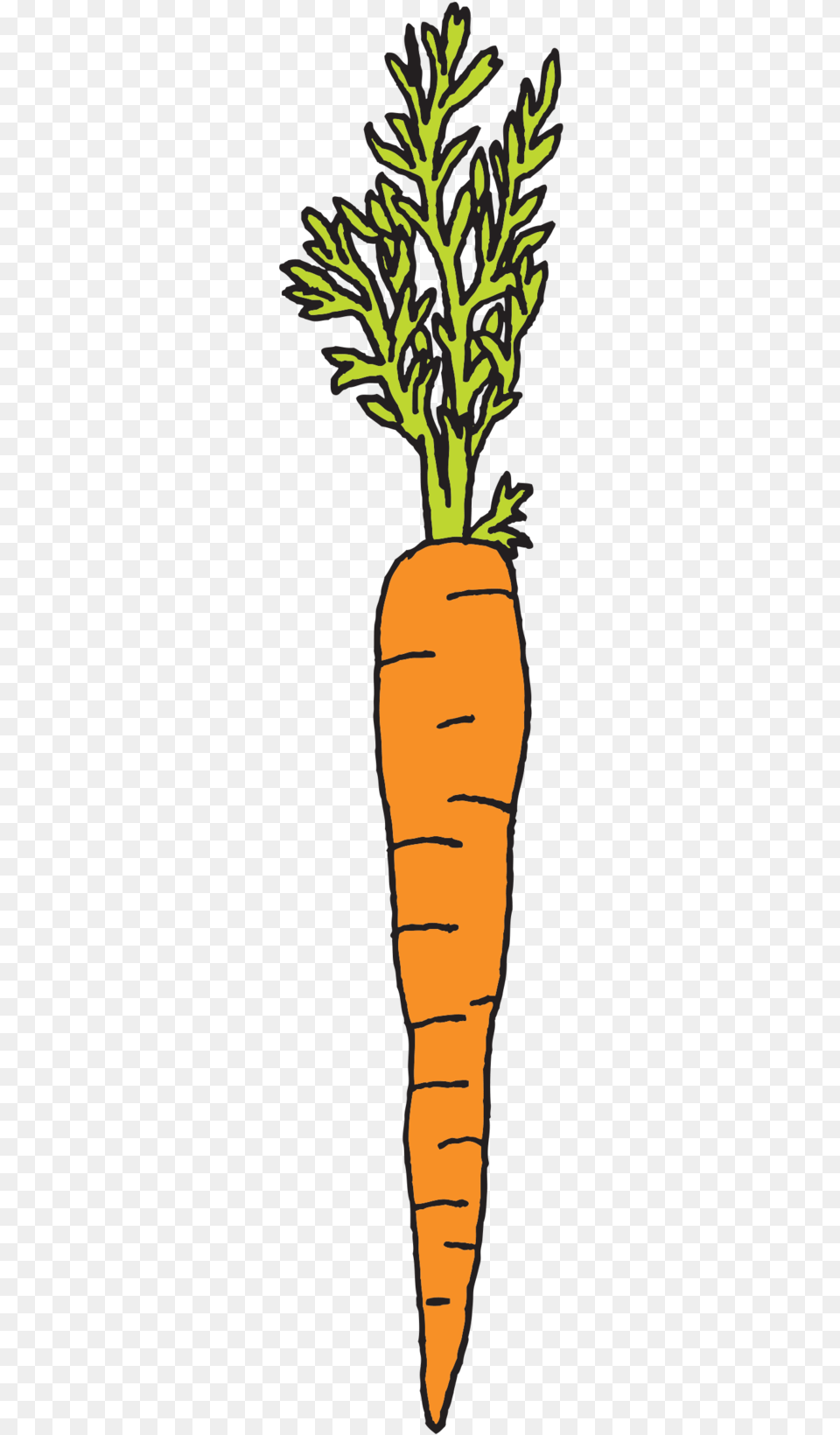 Carrot Carrot Carrot Carrot Tattly, Food, Plant, Produce, Vegetable Png