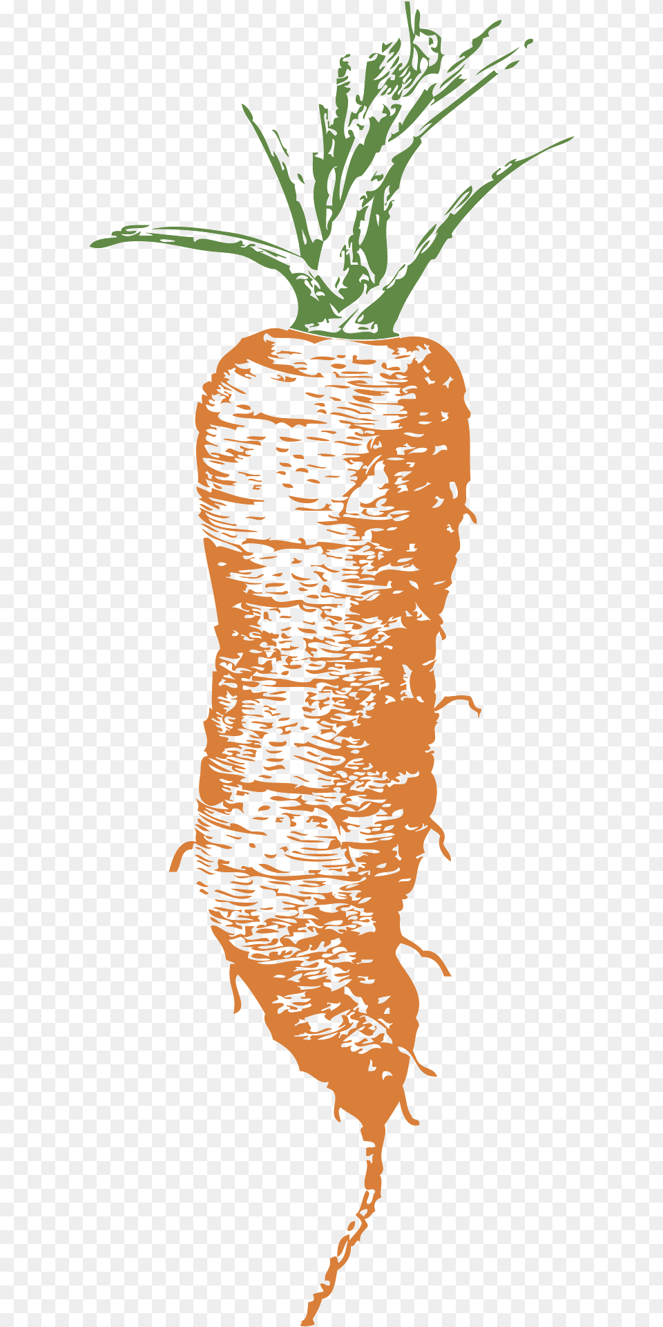 Carrot Clipart, Food, Plant, Produce, Vegetable Png Image