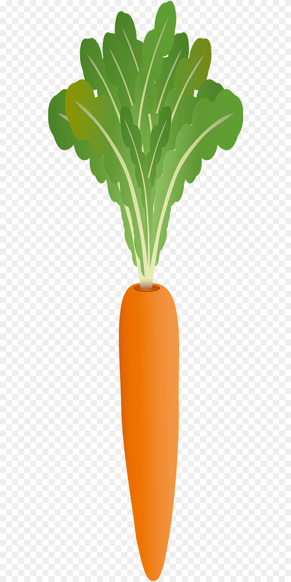 Carrot Clipart, Food, Plant, Produce, Vegetable Png Image