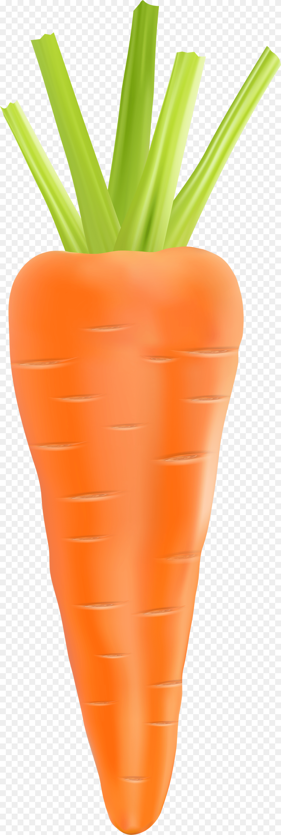 Carrot Clipart Transparent Background Carrot Png