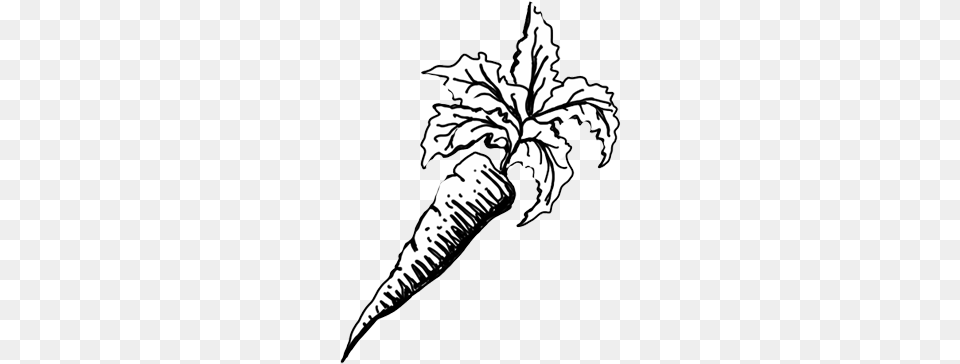 Carrot Drawing, Leaf, Plant, Food, Produce Png Image