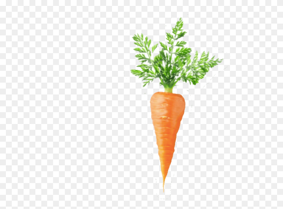 Carrot Egg Coffee Bean, Food, Plant, Produce, Vegetable Free Transparent Png