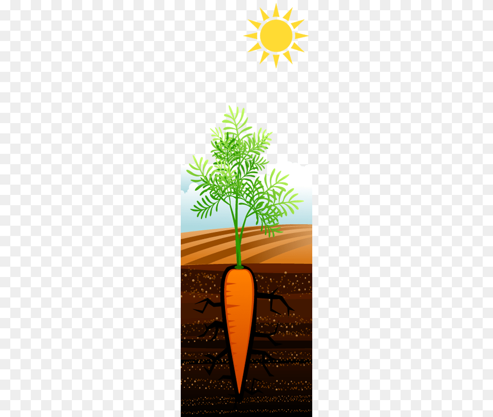 Carrot Growing Plants Growing In The Sun, Food, Plant, Produce, Vegetable Free Transparent Png