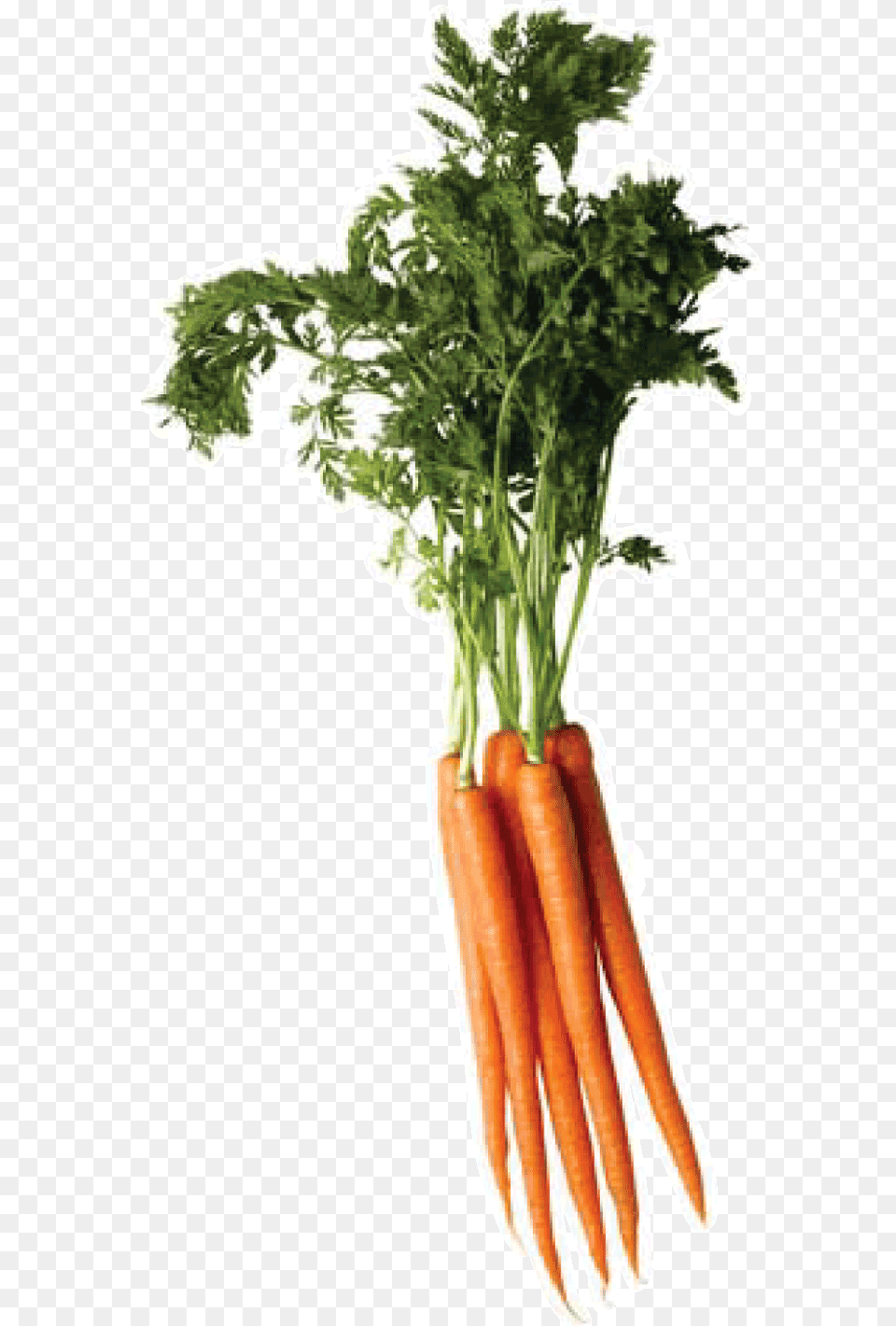 Carrot Image Carrot Top, Food, Plant, Produce, Vegetable Free Png Download