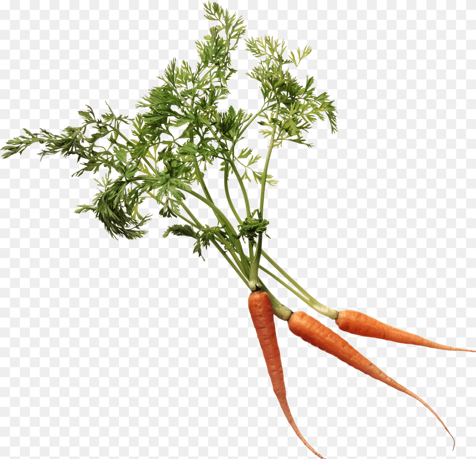 Carrot Image Transparent Background, Food, Plant, Produce, Vegetable Free Png