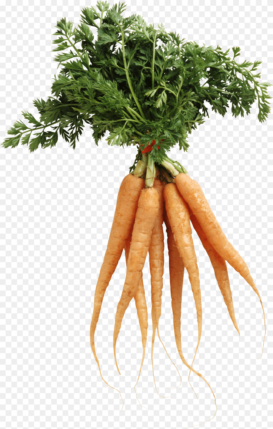 Carrot Image Transparent Background Carrots Transparent, Food, Plant, Produce, Vegetable Png