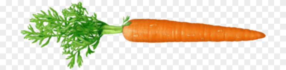 Carrot Images Transparent Carrot With No Background, Food, Plant, Produce, Vegetable Png Image