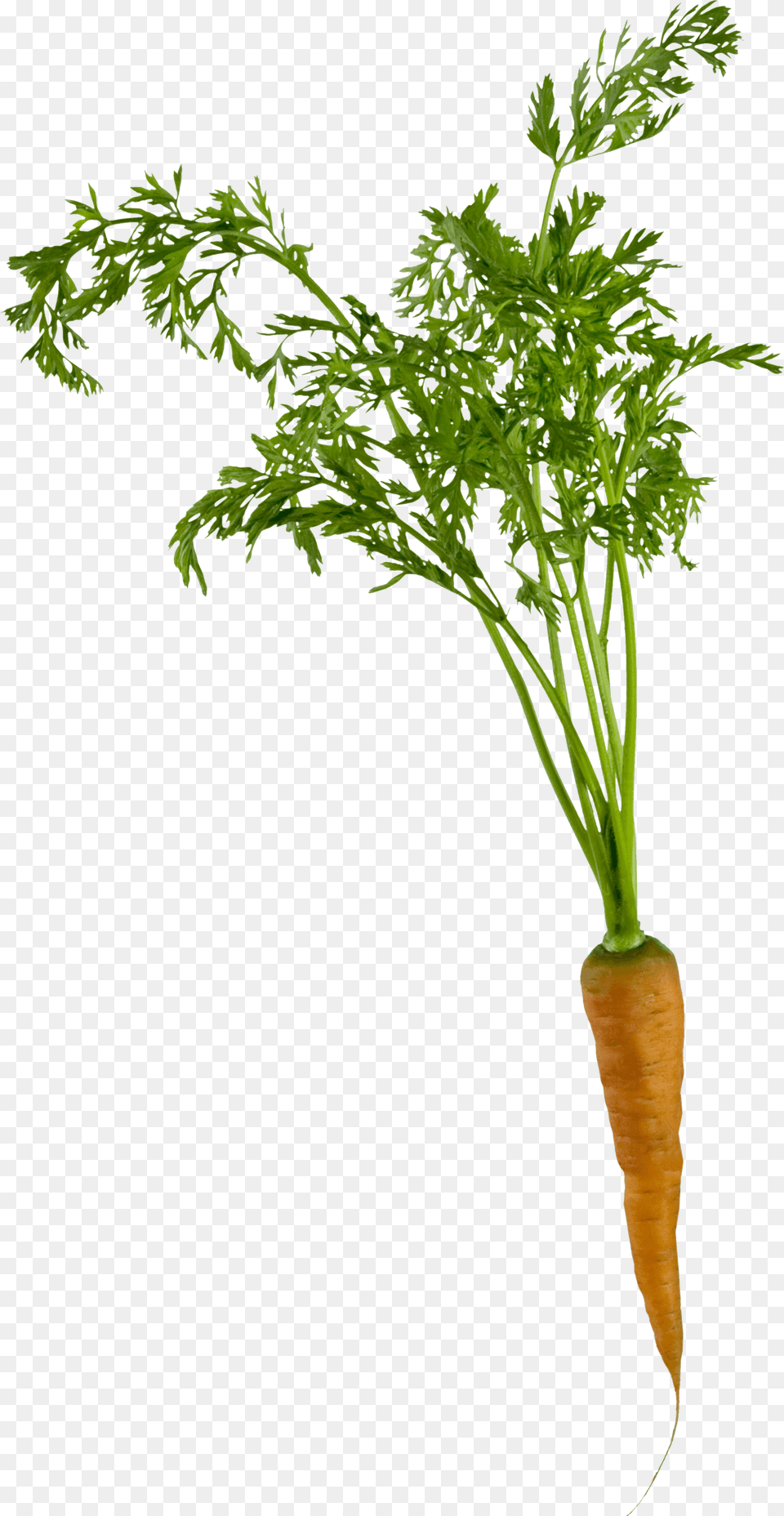 Carrot Plant, Food, Produce, Vegetable Png Image