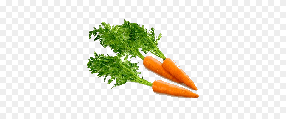 Carrot Transparent Background Carrot, Food, Plant, Produce, Vegetable Free Png