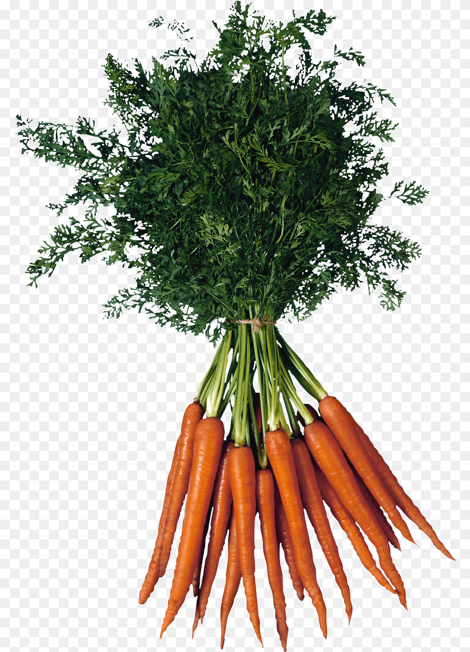 Carrot Transparent Image Bunch Of Carrots Transparent, Food, Plant, Produce, Vegetable Free Png