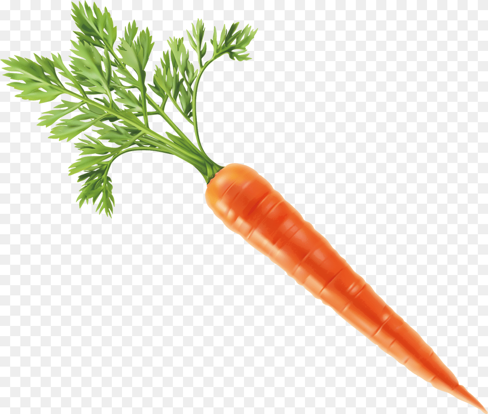 Carrot Vector Download Transparent Background Carrot, Food, Plant, Produce, Vegetable Png Image