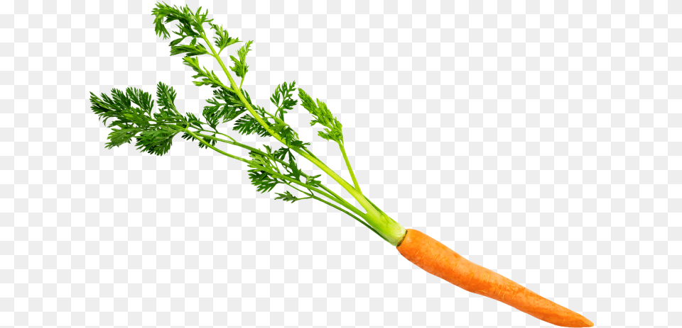Carrot With Leaves Carrot, Food, Herbs, Plant, Produce Free Transparent Png